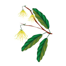 Purity Nourishment Smoother